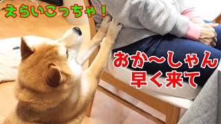 【京の柴犬】てんちゃん、巧妙に母Dさんを誘い出す(笑)　太郎の犬モノガタリ第330話