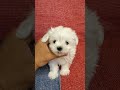 lily female maltese puppy