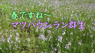 春ですね〜 マツバウンラン群生