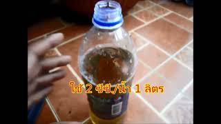 การเพาะเมล็ดชวนชม ตอนที่ 2