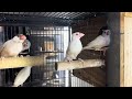 most beautiful pastel fawn java pastel fawn java sparrow breeding gold java sparrow