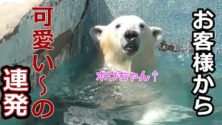 【シロクマの1分動画＃175】お客様から可愛い～の連発💗シロクマのホウチャン【天王寺動物園】