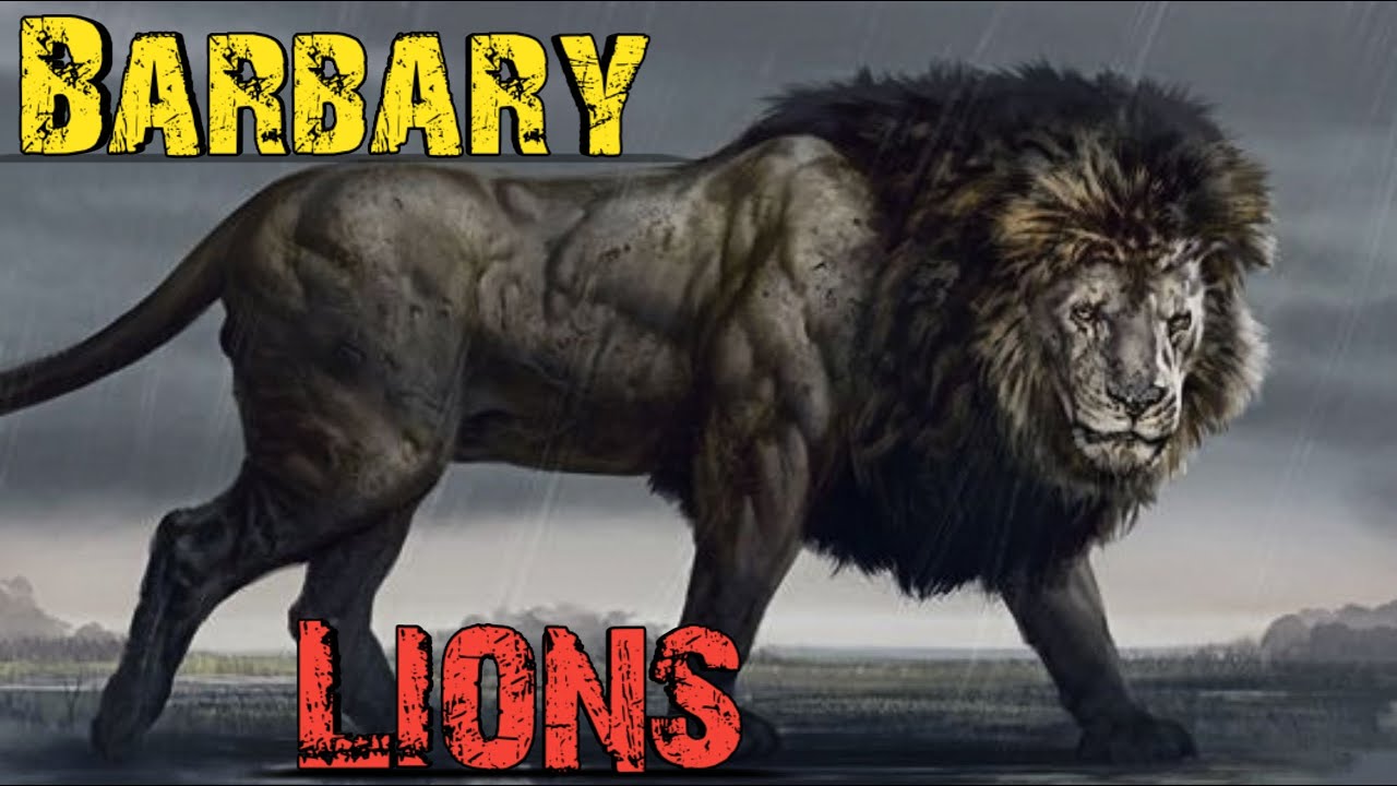 The Tragic History Of Barbary Lions Extinction In Hindi । Facts Phylum ...