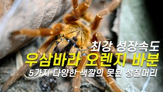 [4k]어셈의 고약한 성질머리와 화려한 5가지 색깔에 대해 알아봅시다./Pterinochilus murinus