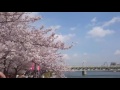 隅田公園花見2017 隅田川花見 hanami 浅草花見 4月6日撮影 浅草 sakura