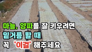 마늘, 양파 밑거름 할 때 꼭 '이걸' 해주세요