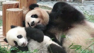 赤ちゃんパンダ結浜、ママへまっしぐら！！ Panda baby Yuihin to mother♪