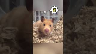 倉鼠喜歡木琴聲嗎？Does Hamster Enjoy Xylophone? #shorts