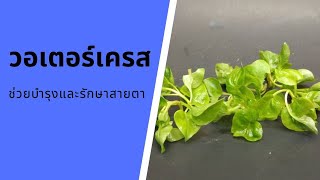 ประโยชน์ของวอเตอร์เครส | Watercress | กินผักเป็นยา