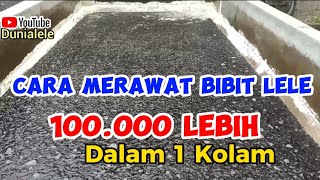 CARA MERAWAT BIBIT LELE SISTEM AIR JERNIH