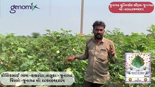 Good result of VIPLAV KCH-135  BGII in poor management by Farmer feedback #junagadh #gujaratfarmer