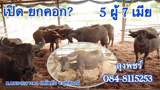 เปิดยกคอก! 5 ผู้ 3 แม่ 4 สาว เน้นมาดูตัวจริง! 084-8115253 ลุงพชร์ ต.หนองกลางดง อ.ทัพทัน จ.อุทัยธานี