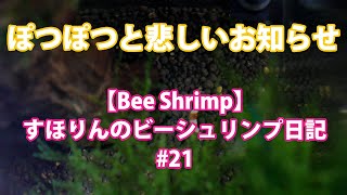 ポツポツと・・・悲しい１週間【bee shrimp】