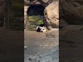 也不知道干嘛了给妹猪累得倒头就睡着了 panda giantpanda pandachina 大熊猫 熊猫 熊猫宝宝 大熊猫妹猪 熊猫日常 国宝熊猫 国宝大熊猫 国宝不愧是国宝