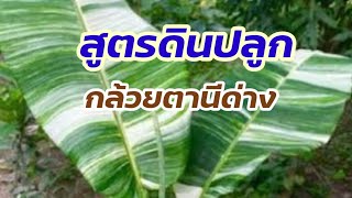 สูตรผสมดินปลูก กล้วยตานีด่าง โตไว ใบสวย #กล้วยตานีด่าง