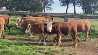 Simmental heifers