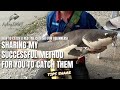 【FishingShare】如何钓红尾鲶/红尾猫（新手教学）| HOW TO CATCH RED TAIL CATFISH（Beginners Guide）