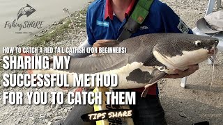 【FishingShare】如何钓红尾鲶/红尾猫（新手教学）| HOW TO CATCH RED TAIL CATFISH（Beginners Guide）