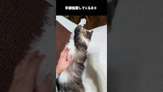 手櫛を強要してくるネコ