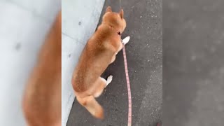 柴犬千夏とのんびりお散歩が出来る動画🐕Take a walk with Shiba Inu Chinatsu🦮ちなさんぽ 21.07.29🐾猫7匹と柴犬1匹の日常 #809 Dog video