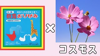 【折り紙】コスモス　簡単な作り方　立体的な折り方　秋の花の折り紙　子供でも作れる折り方　9月・10月・11月の折り紙【おりがみ】