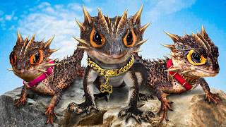 I Bought an Army of Dragons