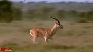 Amazing Gazelle Take Down Three Cheetah To Escape | Cheetah Hunting Fail