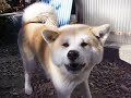 威嚇に飽きる実家の秋田犬