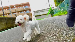 【新発見】散歩中の愛犬が想像してた100倍楽しそうだった...