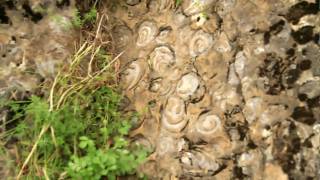 Snail Hill (Dealul cu Melci) - Apuseni Mountains, Romania