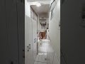 magnífico apartamento na riachuelo em porto alegre rs