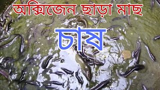 অক্সিজেন ছাড়া ছাদে কৈ, শিং মাছ চাষ।ছাদে সিমেন্টের ট্যাংকে মাছ চাষ পদ্ধতি। @MrkNaturalVlog