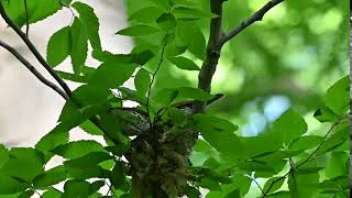 CTAudubon Daily Bird: Wood Thrush Nest, Both Adults Feeding. By Gilles Carter