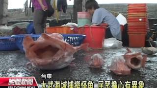 20120528-公視晚間新聞-珍稀魚現身市場 民眾擔心有異象.mpg