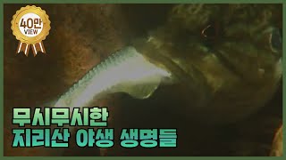 [Eng.Sub] 지리산 괴물물고기 꺽지의 버억 꿀꺽 사냥기부터 지리산 반달곰까지 (monster fish bite in one gulp and half moon bear)