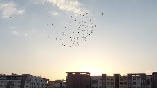 معلومة جد جد مهمة بالنسبة لعلاج الكوكسيديا🕊🕊🕊توليعة للعائلة💚💚💚💚💚⚘️⚘️