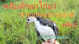 วิถีบ้านนอก ยามบ่วงดักนกไก่นา นกกวัก ตามแหล่งน้ำธรรมชาติ คลิบ2