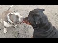 Rottweiler dog and American bully dog