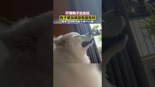 不帶狗子出去玩，狗子裝哭裝得有模有樣 #shorts  #萌宠