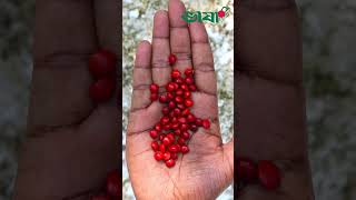 লাল চন্দনের অসাধারণ কিছু গুনাগুণ #medicinalplants #Redsandalwood #nature