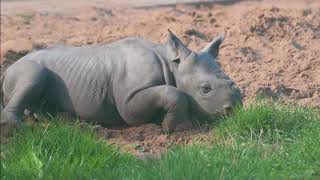 Baby rhino plays in the sand in first outdoor adventure at Chester Zoo