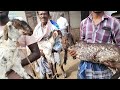 கொடி ஆட்டுச்சந்தை புதியம்புத்தூர் goatmarket in tamilnadu puthiyamputhur tamilarnilam.