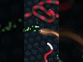 tiny pro snake vs. big noob snake in slither.io slitherio slitheriobattle slithersnake gaming