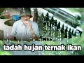 Tadah Air Hujan Untuk Ternak Ikan Talapia.. Boleh Atau Tidak ??