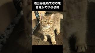 自分が優れてるのを自覚している子猫