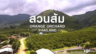 DJI Mini SE บินชมสวนส้ม อ.ฝาง จ.เชียงใหม่ | FLYING OVER ORANGE ORCHARD Chiangmai [ DJI Fly with SE ]