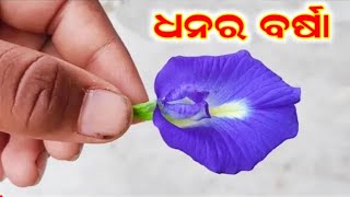 ଅପରାଜିତା ଗଛର ଚେର କୋଟିପତି କାହିଁକି କରିଥାଏ //୨୪ ଘଣ୍ଟାରେ ଭାଗ୍ୟ ବଦଳିବ//Vastu tips //motivational speech