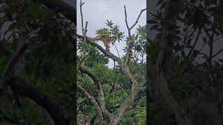 黑冠松鼠猴Bolivian Squirrel Monkey/Taipei Zoo