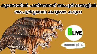 ക്യാമറയിൽ പതിഞ്ഞത് അപൂർവങ്ങളിൽ അപൂർവ്വമായ കറുത്ത കടുവ