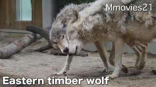 Eastern timber wolf 食後はゆっくりと休む　シンリンオオカミ ジェイとルーク